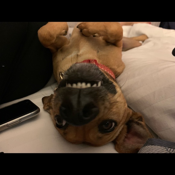 Meet your Posher, Oscar - Picture 1 of 1